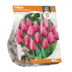Baltus Tulipa Darwin Hybrid Big Love tulpen bloembollen per 5 stuks